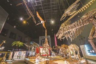 関東の子供と楽しめるイベント情報・神奈川県立生命の星・地球博物館